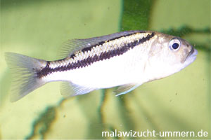 Aristochromis christyi