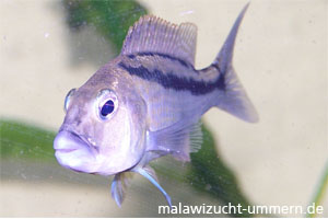 Aristochromis christyi