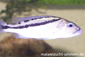 Aristochromis christyi