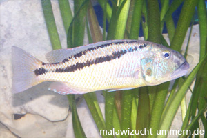 Aristochromis christyi