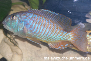 Aristochromis christyi