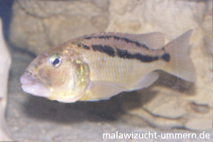 Aristochromis christyi