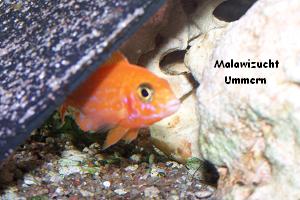 Aulonocara "Fire Fish"