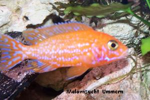 Aulonocara "Fire Fish"