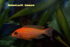 Aulonocara "Fire Fish"