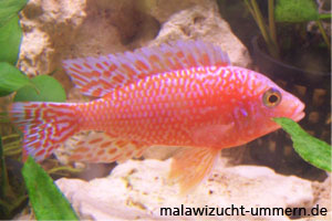 Aulonocara "Fire Fish Seifert Linie"