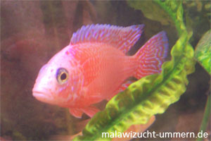 Aulonocara "Fire Fish Seifert Linie"