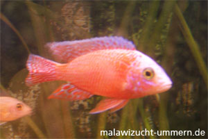 Aulonocara "Fire Fish Seifert Linie"