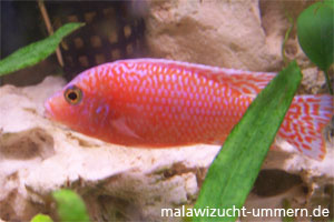 Aulonocara "Fire Fish Seifert Linie"