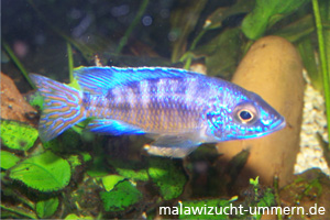 Aulonocara koningsi "Mbenji Blue Regal"