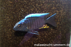 Aulonocara maylandi kandeensis