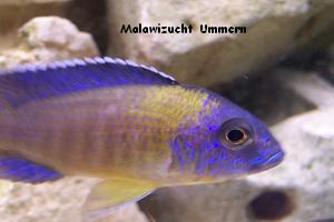 Aulonocara stuartgranti "Blue Neon"