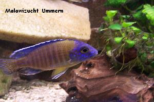 Aulonocara stuartgranti "Blue Neon"