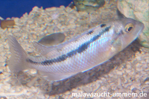 Buccochromis atritaeniatus