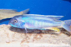 Buccochromis spectabilis