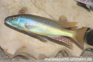 Champsocromis caeruleus