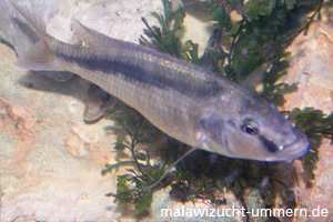 Champsocromis spilorhynchus