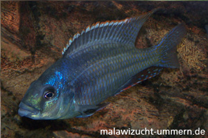 Cheilochromis euchilus