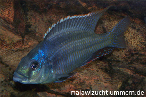 Cheilochromis euchilus