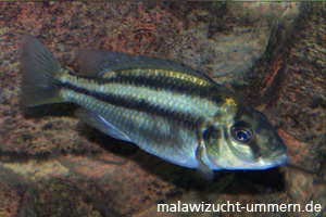 Cheilochromis euchilus