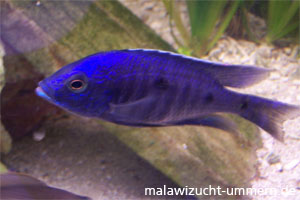 Copadichromis azureus