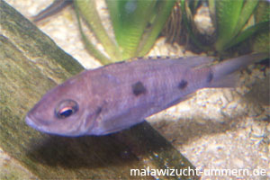 Copadichromis azureus