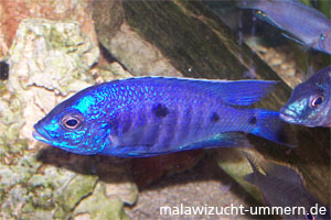 Copadichromis azureus