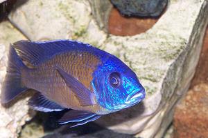 Copadichromis borleyi "Kadango Red Fin"