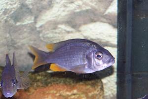 Copadichromis borleyi "Kadango Red Fin"