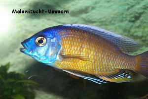 Copadichromis borleyi "Mamalenje"