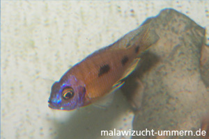 Copadichromis borleyi "Mbenji Orange Side"