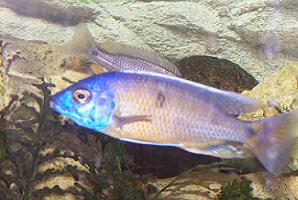 Copadichromis borleyi "Namalenje"