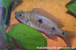 Copadichromis trewavasae