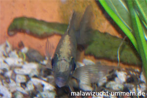 Copadichromis trewavasae