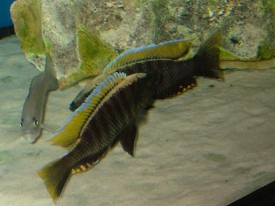 Copadichromis "Virginalis Nkanda"