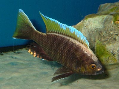 Copadichromis "Virginalis Nkanda"