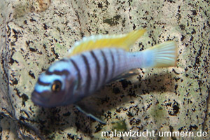 Cynotilapia afra "Jalo Reef"