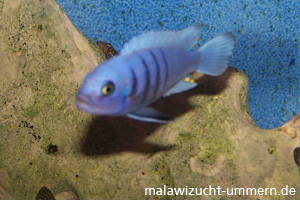 Cynotilapia afra "White Top Galileya Reef"