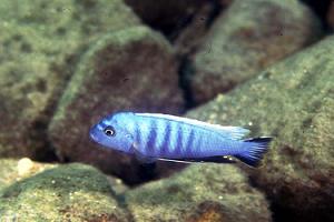 Cynotilapia axelrodi