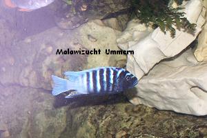 Cynotilapia "Chinyankwazi Reef"