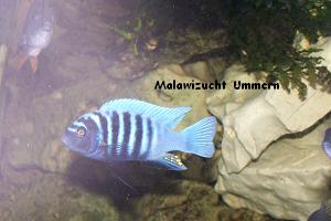 Cynotilapia "Chinyankwazi Reef"