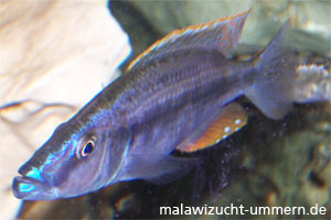 Dimidiochromis compressiceps