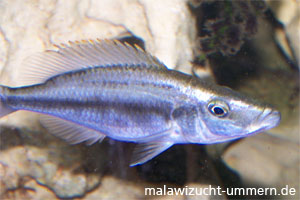 Dimidiochromis compressiceps