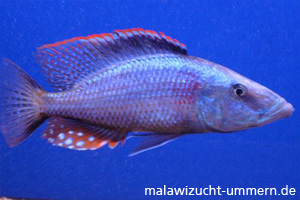 Dimidiochromis compressiceps