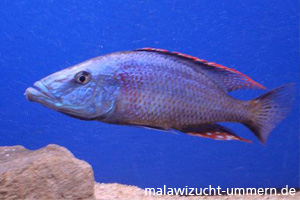 Dimidiochromis compressiceps