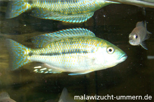 Dimidiochromis kiwinge