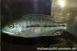 Dimidiochromis kiwinge