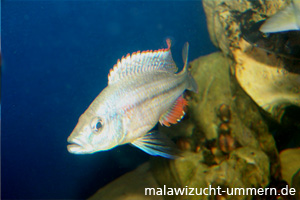 Dimidiochromis strigatus