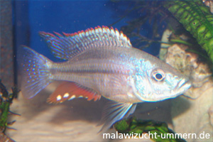 Dimidiochromis strigatus