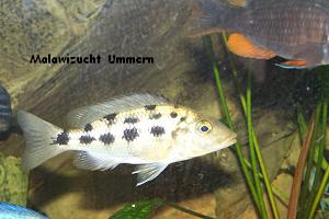 Fossorochromis rostratus